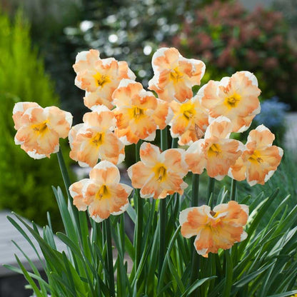Bouquet of orange-colored cum laude daffodil flowers with green leaves in a garden setting | copyright: Floramedia UK Ltd