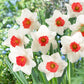 Several Decoy daffodils with a ruffled yellow-orange trumpet stands against a soft, blurred green background.