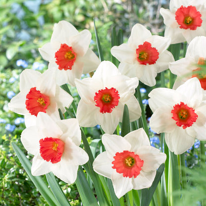 Several Decoy daffodils with a ruffled yellow-orange trumpet stands against a soft, blurred green background.