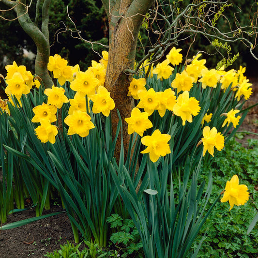 daffodil dutch master