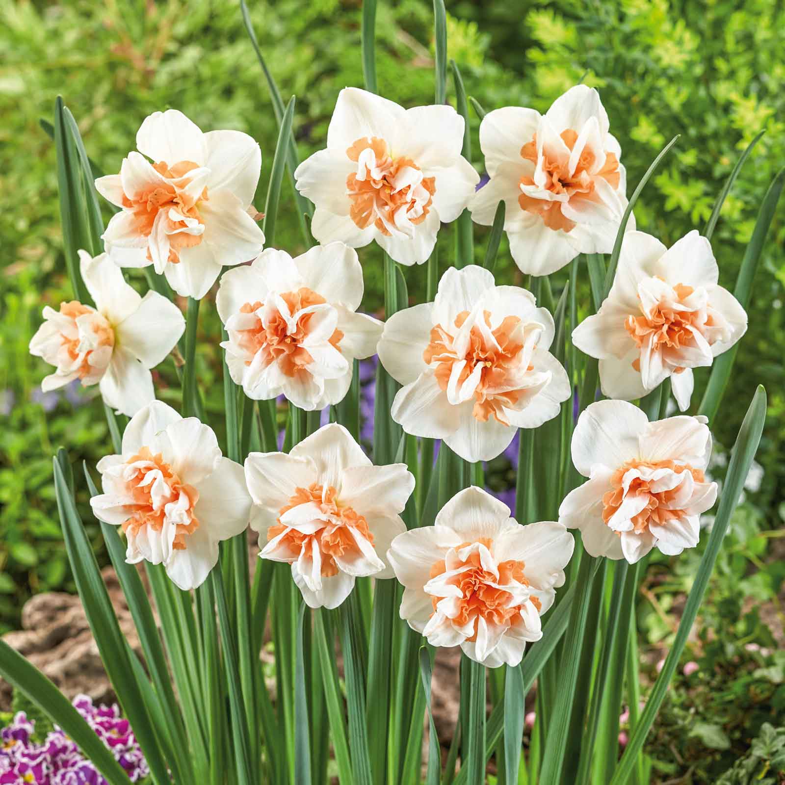 Vibrant Extravaganza daffodils with a ruffled trumpet stands against a blurry green background.
