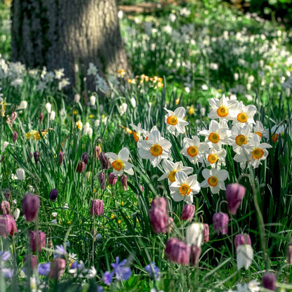 Flower Record daffodils with an orange cups, standing tall against a blurred green background.