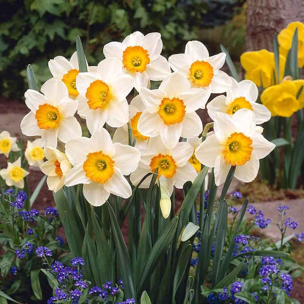 Large Cupped Daffodil Bulbs - Flower Record | Fall Flower Bulbs