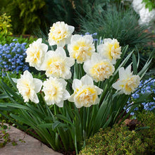Group of white and light yellow ice king daffodils in a garden setting with greenery and blue flowers. | copyright: Floramedia UK Ltd