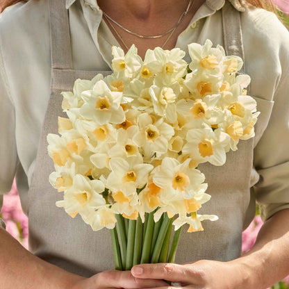A person holding a bouquet of Kapiti Peach daffodil flowers in a garden setting.
