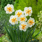 White lemon beauty daffodil flowers with ornage centers in a garden setting | copyright: Floramedia UK Ltd
