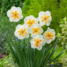 White lemon beauty daffodil flowers with ornage centers in a garden setting | copyright: Floramedia UK Ltd