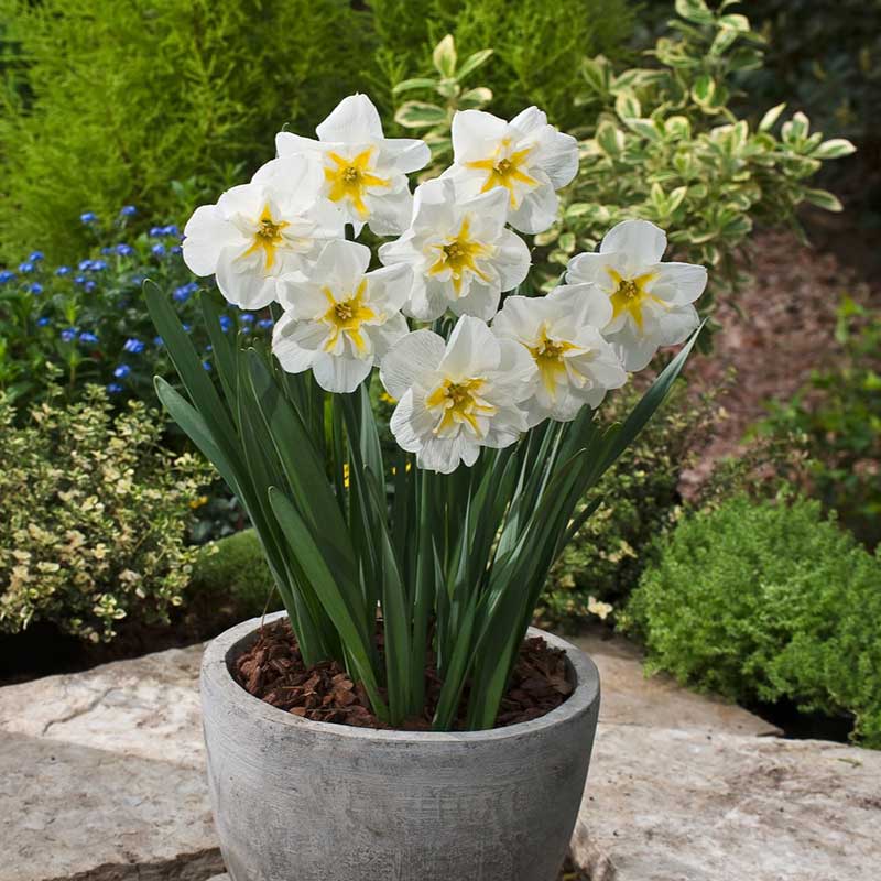 Potted lemon beauty daffodils with white flowers and green leaves on a stone surface with a garden background. | copyright: Floramedia UK Ltd