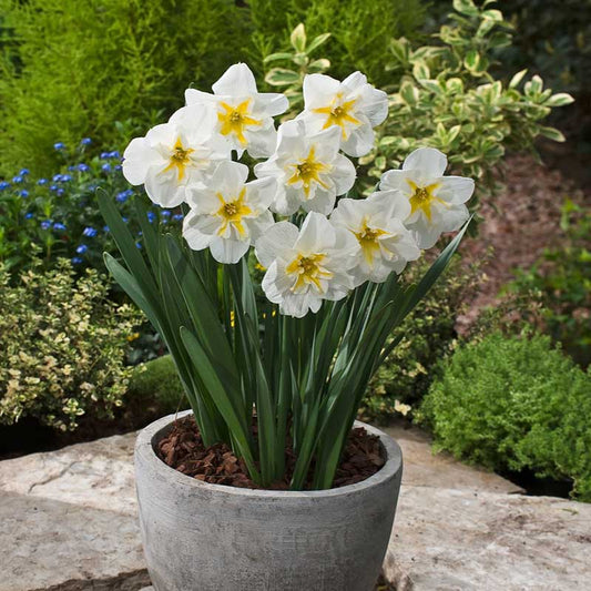 Potted lemon beauty daffodils with white flowers and green leaves on a stone surface with a garden background. | copyright: Floramedia UK Ltd