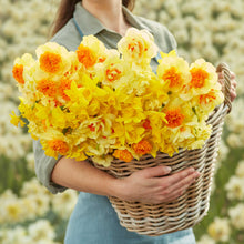 A person holding a basket bouquet of Mimosa Mix daffodil flowers in a garden setting.