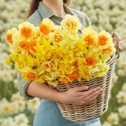 A person holding a basket bouquet of Mimosa Mix daffodil flowers in a garden setting.