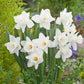 daffodil mount hood | copyright: Floramedia UK Ltd