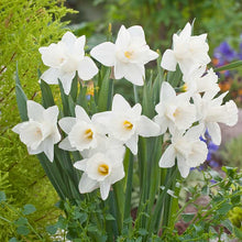 A close-up of mount hood daffodils with a white trumpet, showcasing its delicate petals and vibrant color. | copyright: Floramedia UK Ltd
