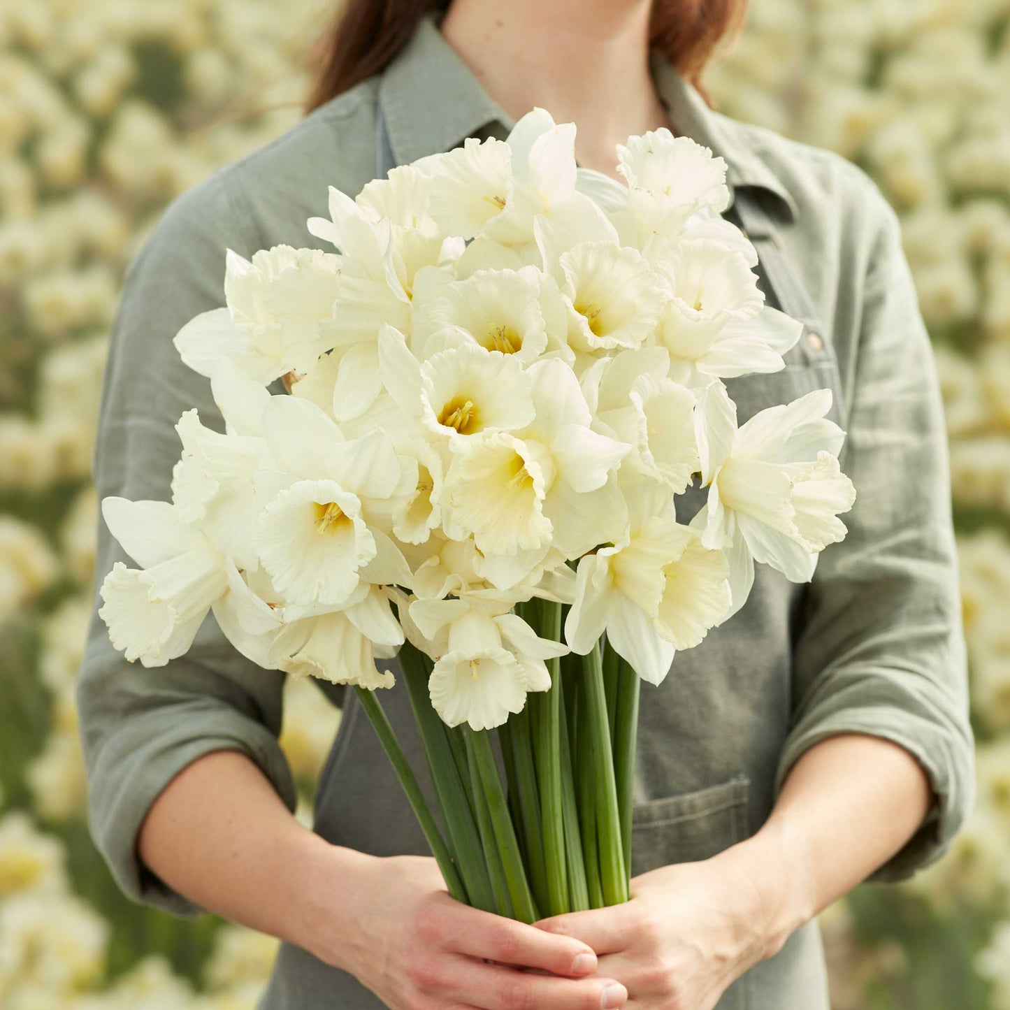 mount hood daffodil