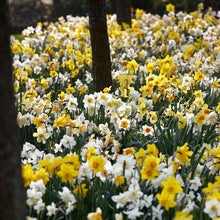 A wall of Naturalizing Mix Daffodils with orange, yellow, and white blooms.