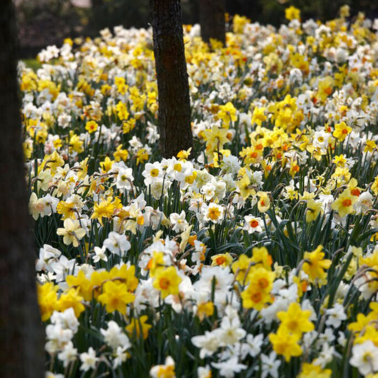 daffodil naturalizing mix