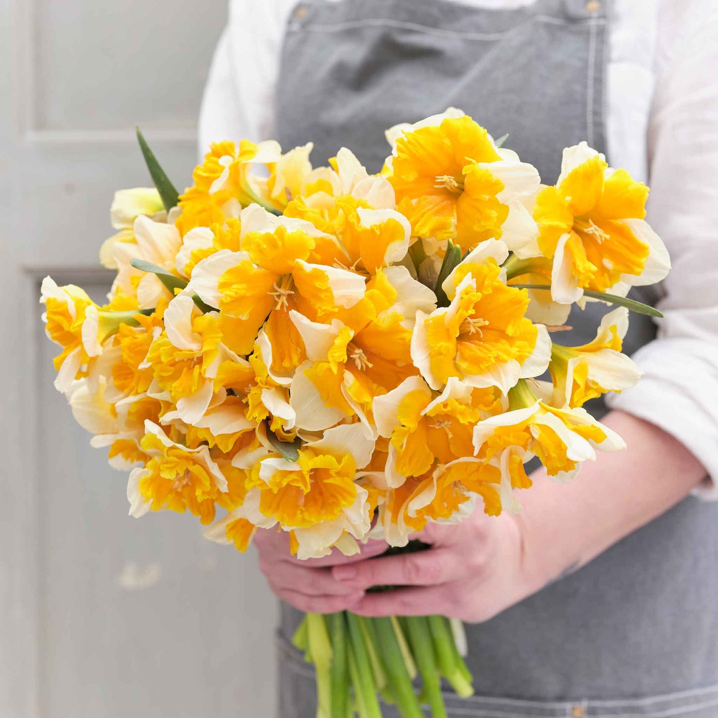 daffodil orangery