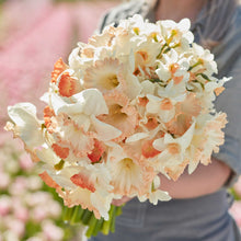 A person holding a bouquet of Pastel Charm Mix daffodil flowers in a garden setting.