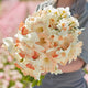Daffodil Bulbs - Pastel Charm Mix