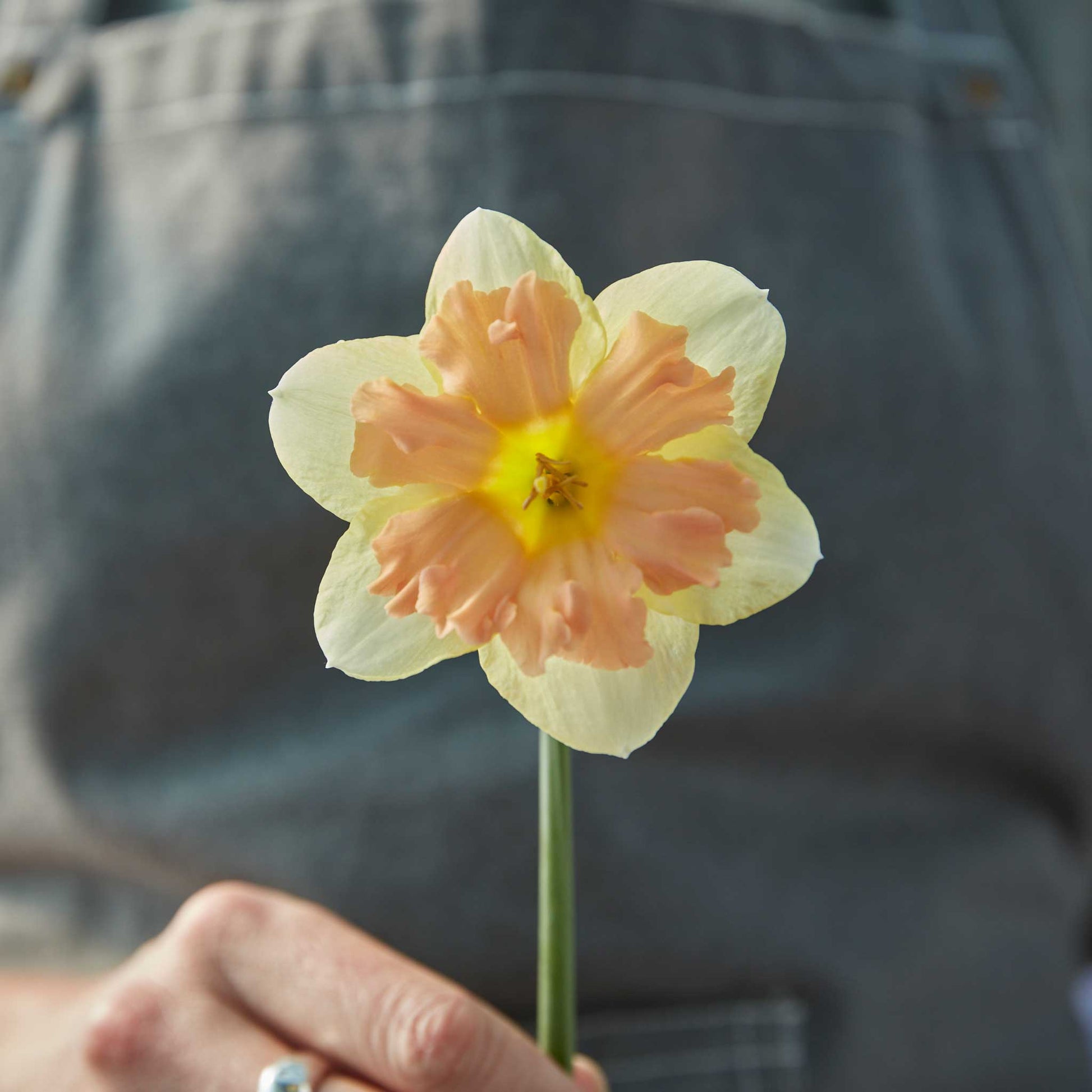 Person holding a yellow and pink peachy dream daffodil flower with a blurred background