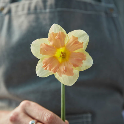 Person holding a yellow and pink peachy dream daffodil flower with a blurred background