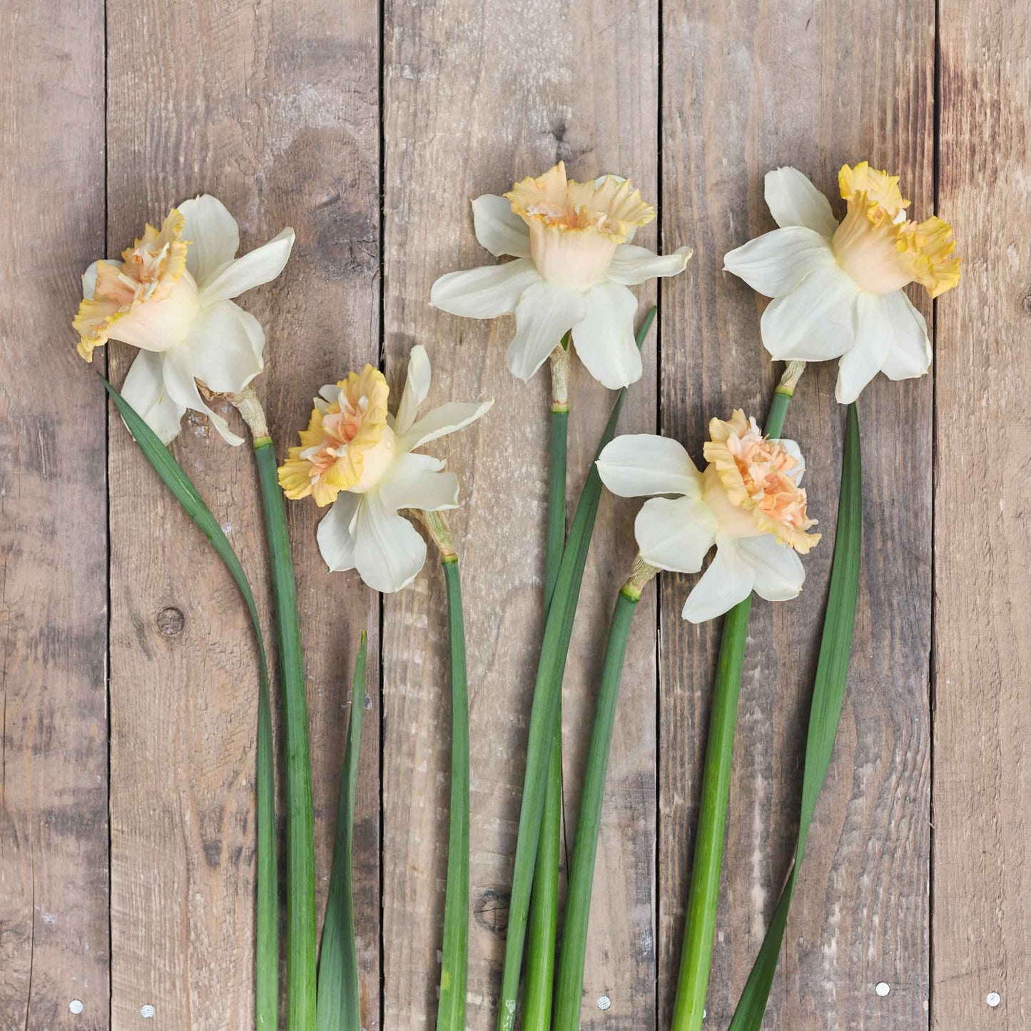 daffodil petit four