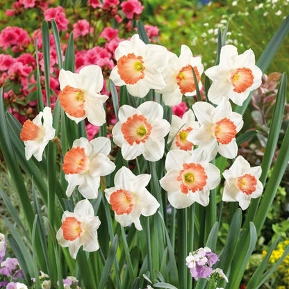 daffodil pink charm