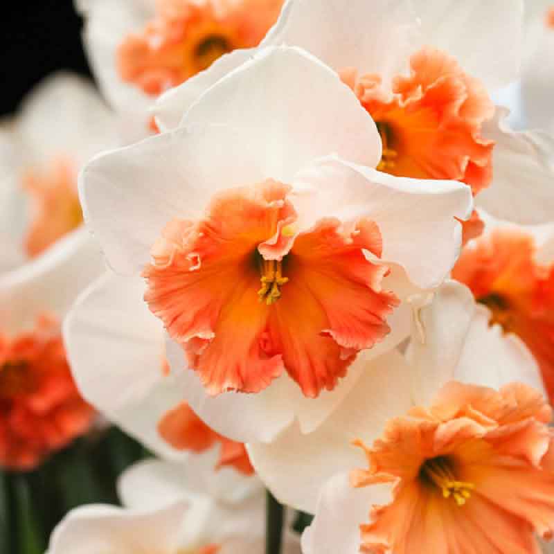 daffodil precocious