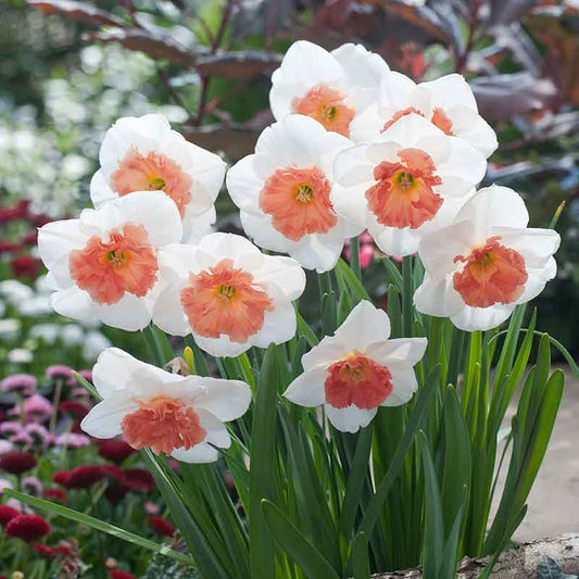 daffodil precocious | copyright: Floramedia UK Ltd