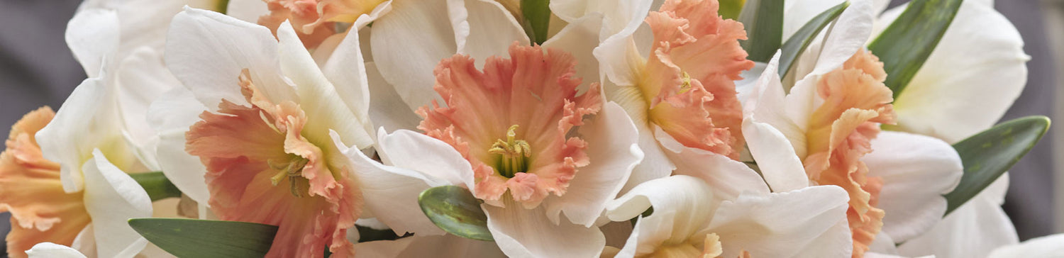 white and peach precocious daffodil blooms