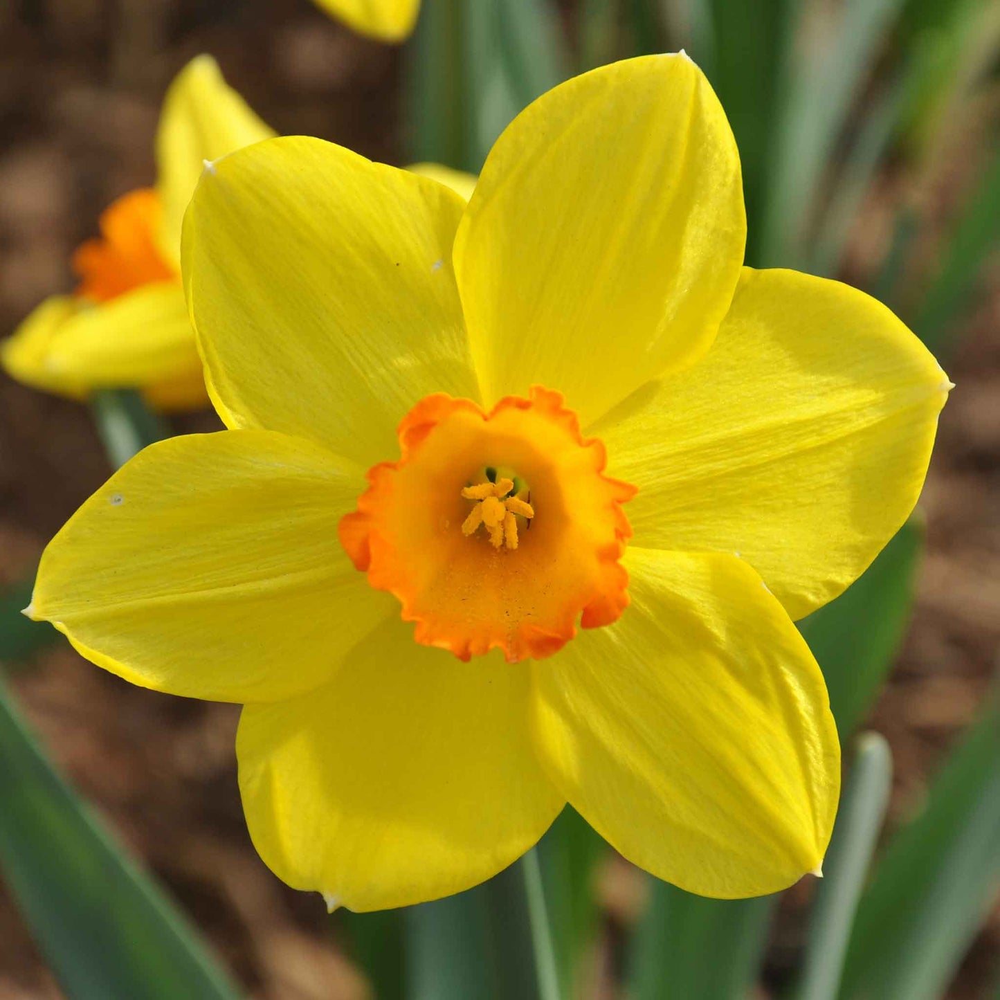 daffodil red cup mix
