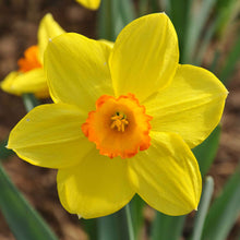 A close-up shot of a yellow daffodil with a red cup that is part of the Red Cup Mix.