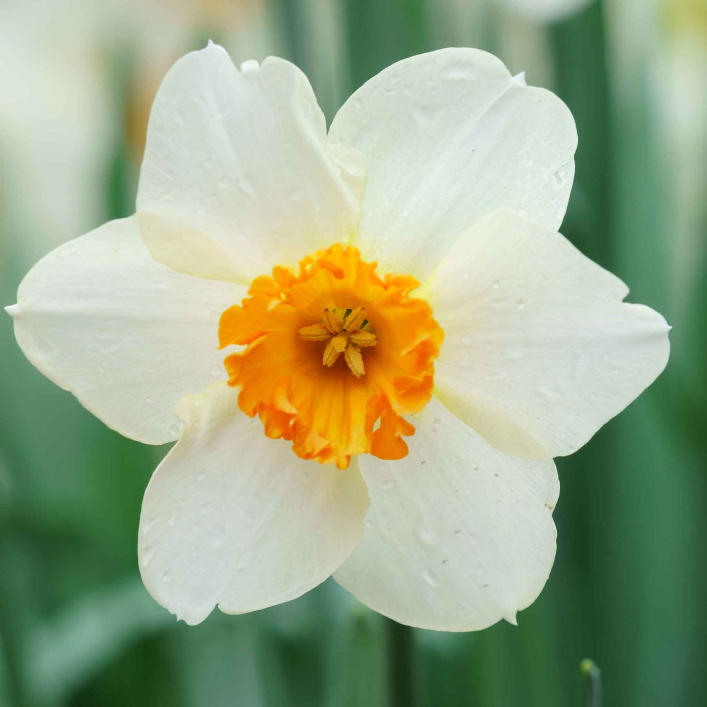 daffodil red cup mix