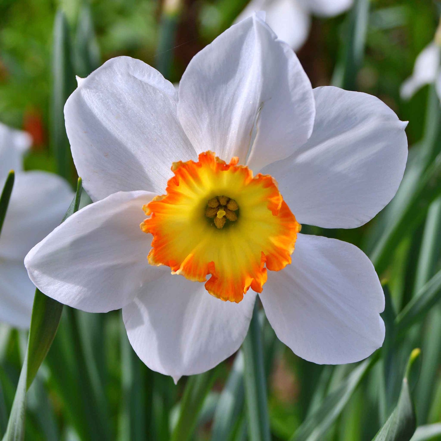 daffodil red cup mix