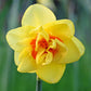 daffodil red cup mix