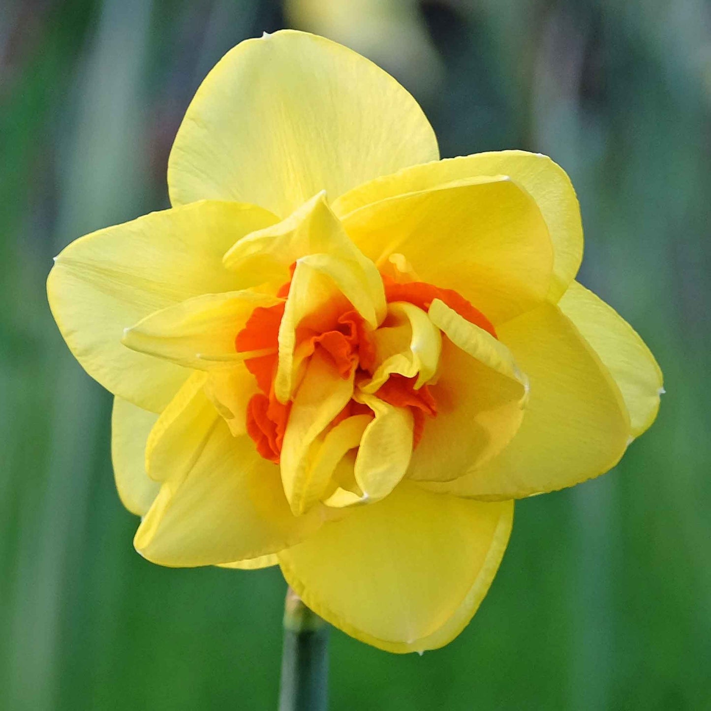 daffodil red cup mix