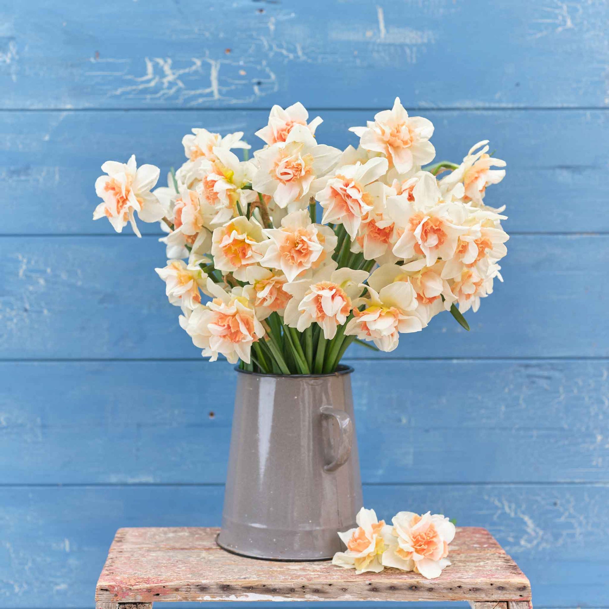 Daffodil Replete, Value Pack