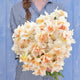 Daffodil Bulbs - Replete