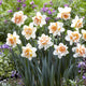 Daffodil Bulbs (Double) - Replete