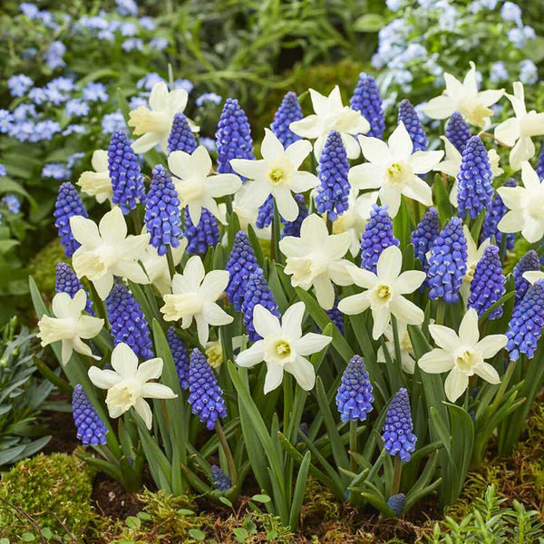 Snow Baby Daffodil & Muscari Collection Fall Flower Bulbs Eden Brothers