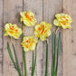 daffodil tahiti