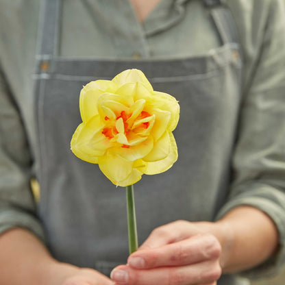 A close-up shot of a red and yellow Tahiti daffodil flower with ruffled petals.