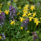 A cluster of a vibrant yellow Tete a Tete daffodil growing in a garden setting