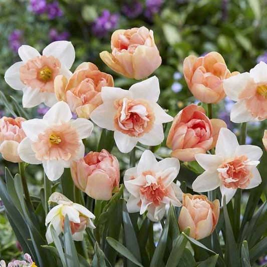 daffodil tulip mix popping up peach mix