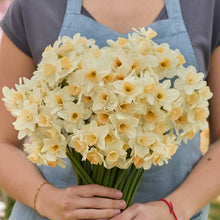 Person holding a bouquet of white and yellow kapiti peach daffodil flowers wearing a blue apron.