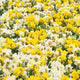 60 Days of Daffodils - Long Lasting Mix