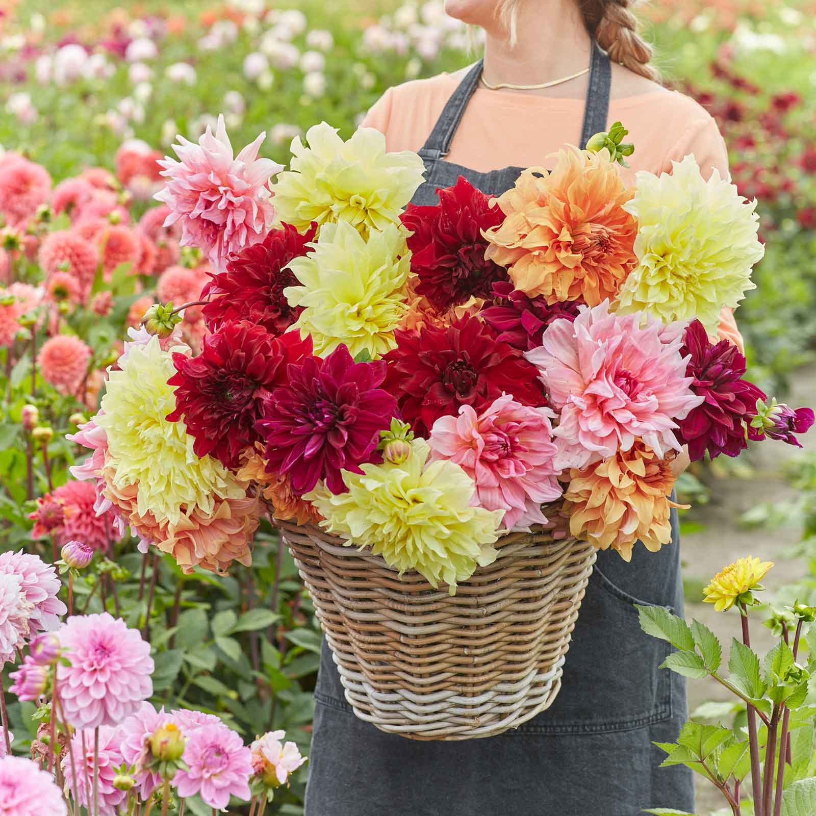 dahlia aa giant bloom mix