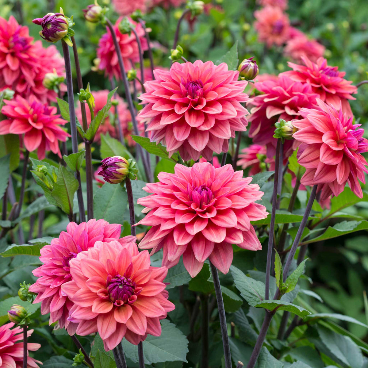 Salmon colored american dawn dahlias growing in a field