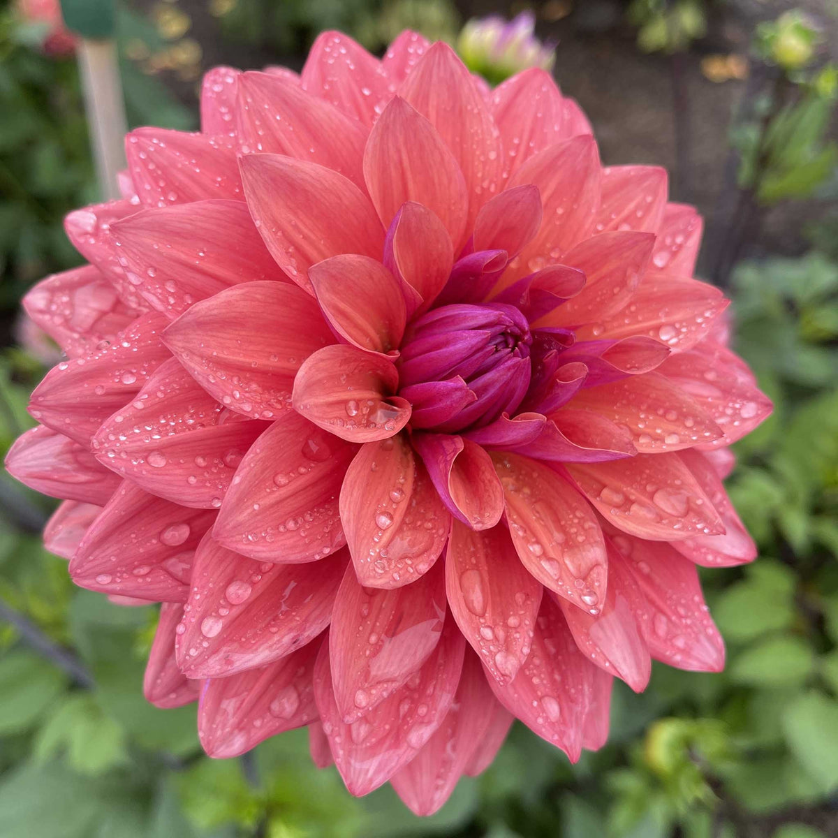 Salmon colored american dawn dahlia up close showing all the petals