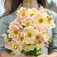 Person holding a bouquet of pink-yellow ombre amber heather dahlias wearing a grey shirt.